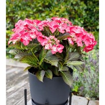 블랙다이아몬드 레드엔젤 - 마크로필라