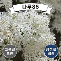 (나무85) 이팝나무 실생2년생 묘목 ( 3주묶음 ), 이팝나무 실생2년 묘목(3주묶음)