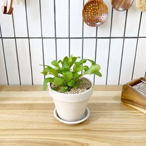 1+1 루꼴라 키친허브 화분 세트 로즈마리 딜 바질 베란다 텃밭 허브 키우기, H28.루꼴라, H04.애플민트