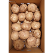 2023년 수확 햇 감자 수미감자 3kg 대 찜용 알감자 강원도 밀양 제주도 3kg 햇감자 두백 수미 감자, 1개