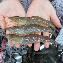 국산 급냉 새우 20~29미내외 왕새우 대하 신안 흰다리새우, 1개, 1kg