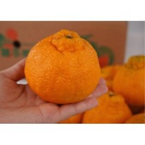 제주 한라봉 중대과 중소과 3kg, 중소과 3kg[11-13수]