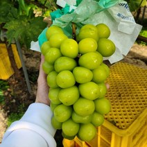 산지직송 보배드림 고당도 샤인머스켓 제철 과일 선물세트 망고 애플 청포도 2kg 4kg, 샤인머스켓 특상 4KG내외 (4-6수)