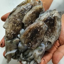 당일조업 산지직송 태안 생물 갑오징어 1kg, 3~8미(크기에따라)