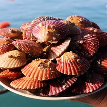 산지직송 통영 세척 홍가리비 비단가리비 3kg 75 - 90미 캠핑 조개구이