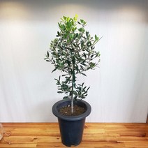 올리브나무 중품 70-90cm 수형예쁨