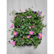 골드씨드 사계국화 보라 사계국화 분홍 모종 4치포트 꽃피는 야생화 다년초 노지월동식물 지피식물, 사계국화보라