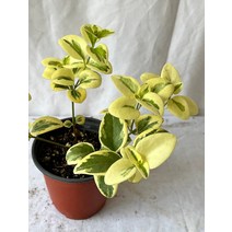 파란꽃 무늬빈카 소품 야생화 10~20cm 39