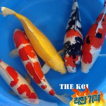 비단잉어 50cm연못용금붕어잉어민물고기열대어황금비단잉어, 비단잉어 50cm