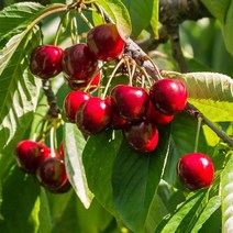 왜성 체리나무 묘목 라핀 (우량대목) 기세라대목 6번 유실수 과일나무키우기