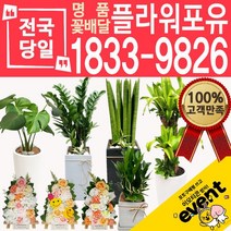 플라워포유 축하 오픈 개업 공기청정 관엽식물 화분선물 당일배송 꽃배달, (선택35)행운목