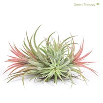그린테라피 이오난사 수염 틸란 미세먼지제거 실내공기정화식물 틸란드시아, 이오난사클럼프
