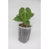 안스리움 클라리네비움 - 희귀식물 동동플랜츠 관엽식물 정글플랜츠