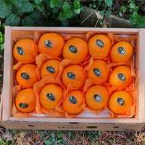 - 제주산지직송 - 제철과일 카라향 2.5kg(10~18수 선물용) 봄을 깨우는 싱그러운 과즙이 팡팡!!