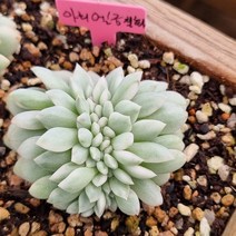금다육이, 1개