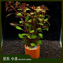피알피쉬 피알피쉬 루드위지아 슈퍼레드 1포트, 1개