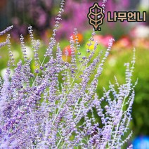 러시안세이지 나무언니, 러시안 세이지 리틀 스파이어 4치 포트, 1개