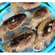 국내산 군산 미니 손질 갑오징어, 1박스, 미니 500g (10미내외)