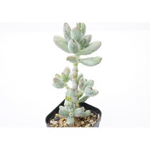 [호피방울복랑금군생 0508] 홈가드닝 코노피튬 관엽 분재 선인장 키우기쉬운 아프리카 다육이 공기정화식물 특이한 귀여운 예쁜 희귀한 키우기쉬운 인테리어 생일 승진 개업선물