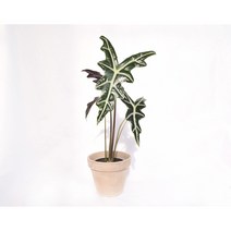 서비내 알로카시아 산데리아나 노빌리스 Alocasia Sanderiana Nobilis 희귀식물 공기정화식물 플랜테리어 인테리어, 1개