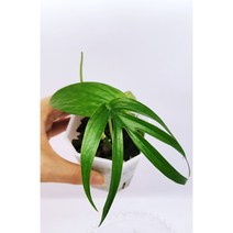 아미드리움 지펠리움 Amydrium zippelianum