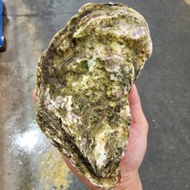 피기푸드 산지직송 통영 삼배체굴 수출용 삼배채굴 생굴 벚굴 깐 굴 각굴 석화 굴 바위굴 김장 하프쉘 하프셀 1kg 3kg 5kg 10kg, 삼배체굴5kg, 1개