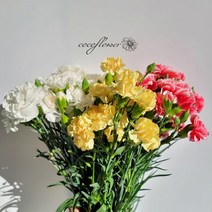 [코코 플라워] 스프레이 카네이션 스승의날 어버이날 생화택배 꽃배달싼곳 반단 한단, 핑크