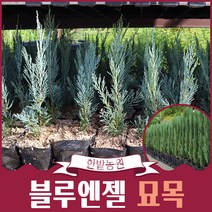 블루엔젤 묘목 화분묘 최고급조경 울타리 원예 담장 아파트정원수 상록수