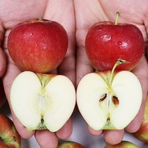 경북 영천 루비에스 미니사과 특상 2kg, 없음