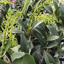 대명석곡 꽃대 꽃나무 화분 석곡화분, 1개