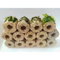 프리미엄모스 갓활착4개 + 10구수제실결합놀이터 수초키우기 음성수초 초보수초, 버드나무모스 갓활착 4개