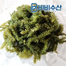 비비수산 프리미엄 바다포도 1팩, 1개, 200g