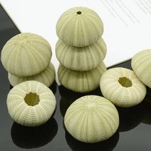 조개껍질 자연 성게 껍질 조가비 Tillandsia 화분 Coquillage 분재 지중해 조개 공예 홈 장식, E.E