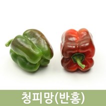 국산 청피망(반홍) 10kg 5kg 피망혼합 두리반농산