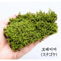 [우야플랜트샵] 국산 모래이끼 서리이끼 미니분경, 15개