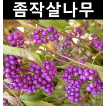 좀작살 키1.5m 5개/나무 묘목/꽃나무/울타리경계수/공원수