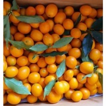 당일채과 금귤 낑깡 제주직송 1kg 3kg 5kg 정과 꼬마귤, 금귤 1kg (혼합과)
