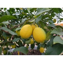 [김순제레몬농원] 국내육성 신품종 3년생 제라몬 /향기 진한 국내산 레몬 가정원예 농가과수용
