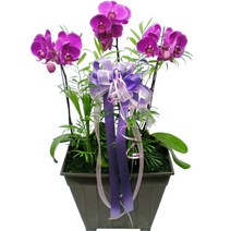 엔젤플라워 초특가할인 고급 동양란 서양란 BEST 개업 승진, B09 호접3대