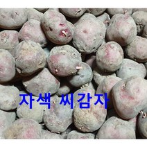 안산 플라워마트 자색 씨감자 (보라색 씨감자) 5개 5000원