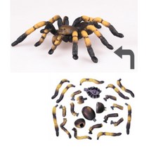 3살 남아 아기 만들기 조립 피규어 곤충 장난감 -거미 / 3 4 D 입체 퍼즐 유아 선물 사이트