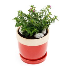 아침향기 공기정화식물 도토리화분 40종, 쿠페아, 도토리 스카이블루