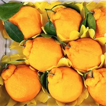 프리자연 제주 한라봉 명품 프리미엄 고당도 3kg 5kg 10kg, 가정용 한라봉 혼합과 10KG(40과 전후)