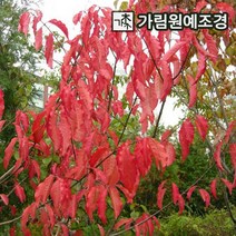 참빗살나무 가림원예조경, 참빗살나무 실생1년특묘(2개세트)