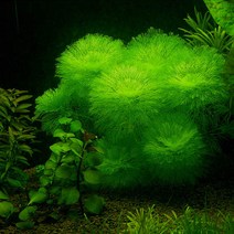 (수초) 자이언트 암브리아 (2촉), 단품, 단품