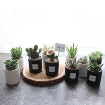공기정화식물 고급 도자기화분 33종, 11 펜던스