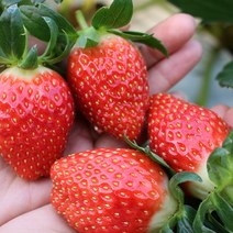 산청 알찬 딸기 상품 1kg (55과 내외)