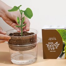 강낭콩 키우기 자동 물공급 식물 기르기 체험 씨앗 화분 키트, 단품, 단품