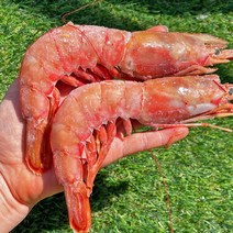 뉴마카세 대왕 랍스터새우 2kg, 없음
