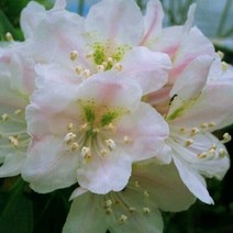 행복한꽃순이//울릉도만병초/파스텔연핑크
